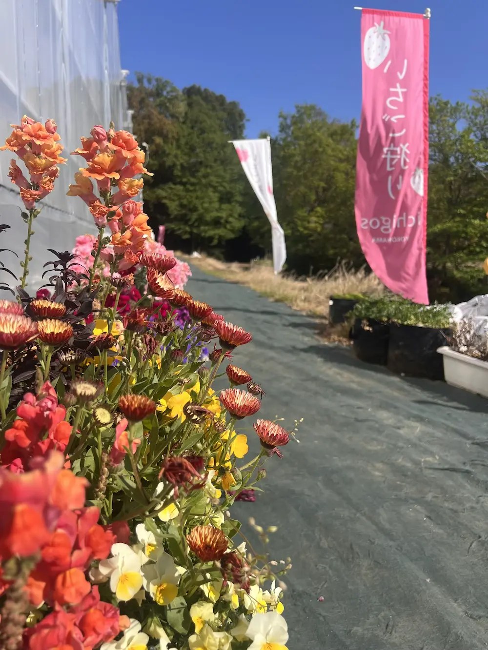 ハウスの脇の通路。手前に色とりどりの花が植えてあり、奥にいちご狩りののぼりが立っている