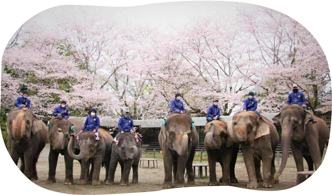 満開の桜を背に、9頭のゾウが横一列に並んでいる。背中には飼育スタッフが乗っている