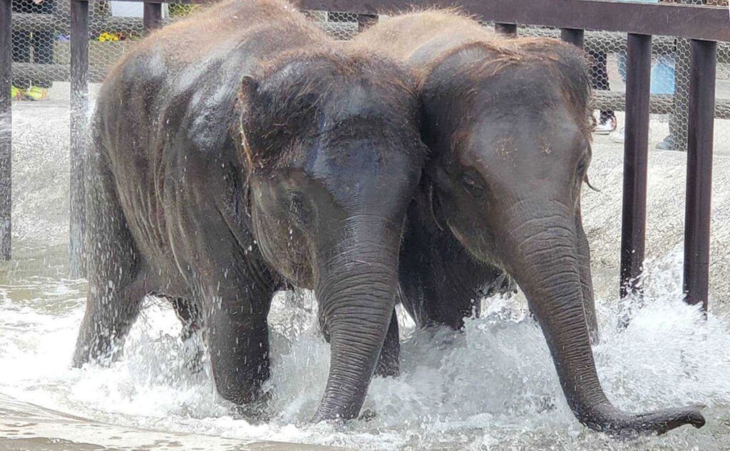 エレファントスプラッシュで水しぶきを上げる2頭のゾウ
