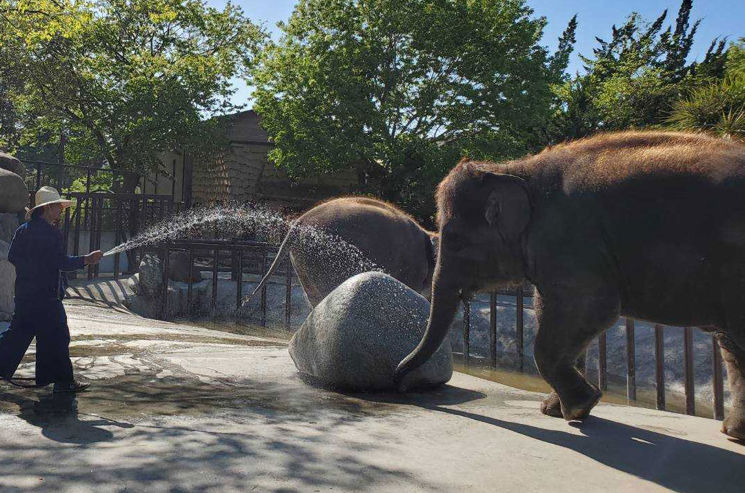 ホースで水をかけてもらうゾウ