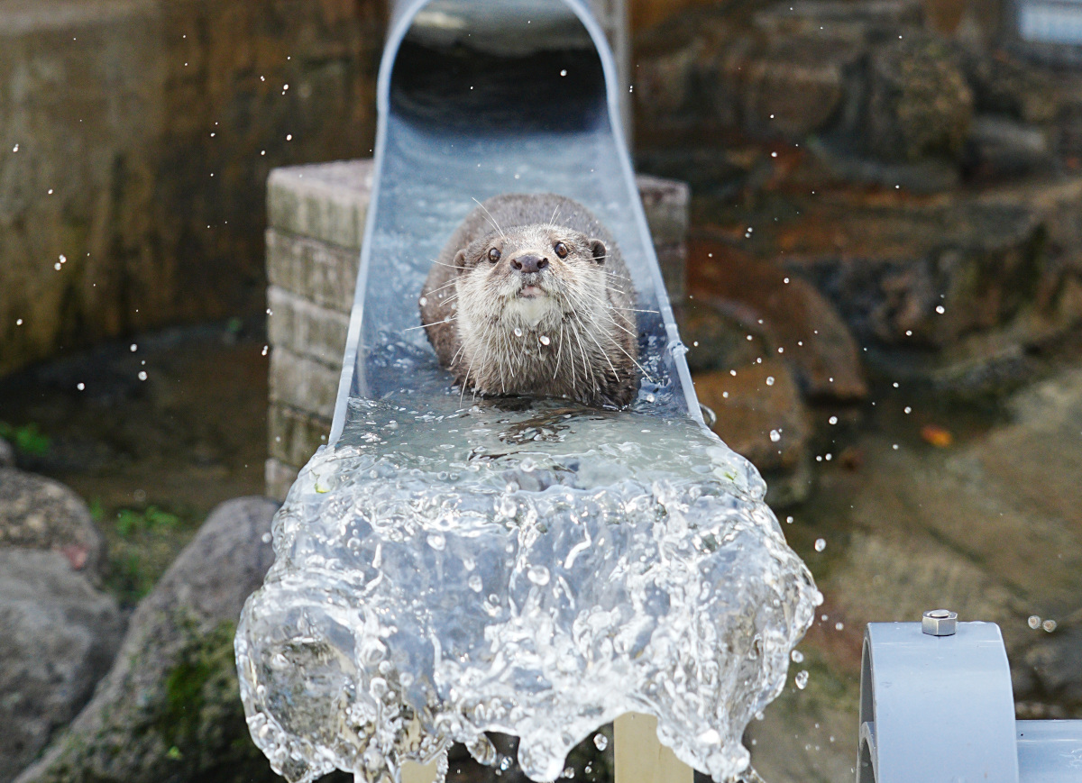 透明な筒を流れ落ちる水の中にコツメカワウソがいる