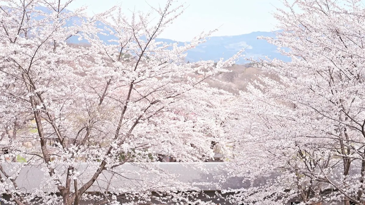 満開の桜の向こうに山の稜線が見えている