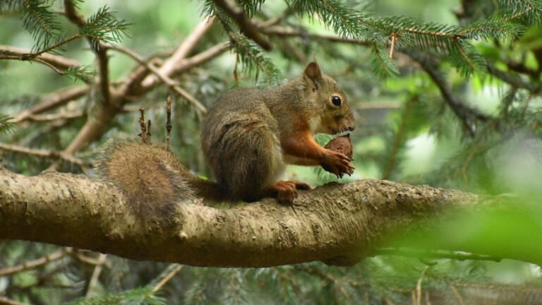 木の枝の上で木の実を食べるリス