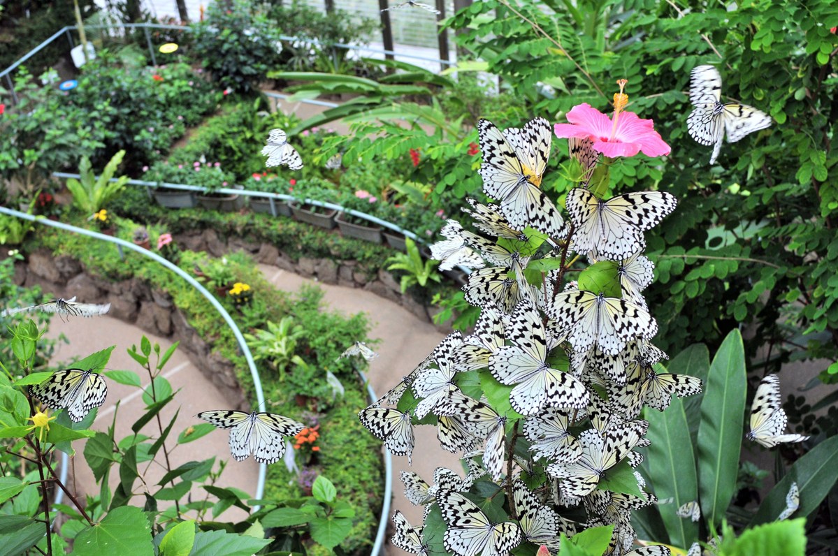 花の咲く植え込みに白黒模様の大きなチョウがたくさん集まる様子