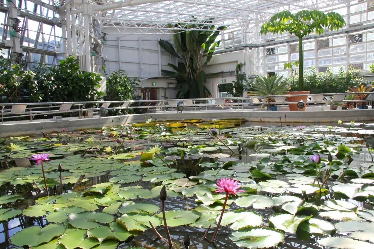 ガラス張りの温室の中。手前の池に睡蓮の葉が広がり、ピンクの花が咲いている