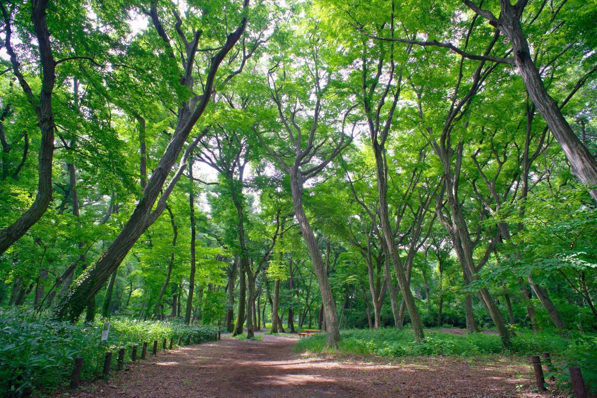 新緑の木々に囲まれた土の小道が、林の奥へまっすぐ続いている