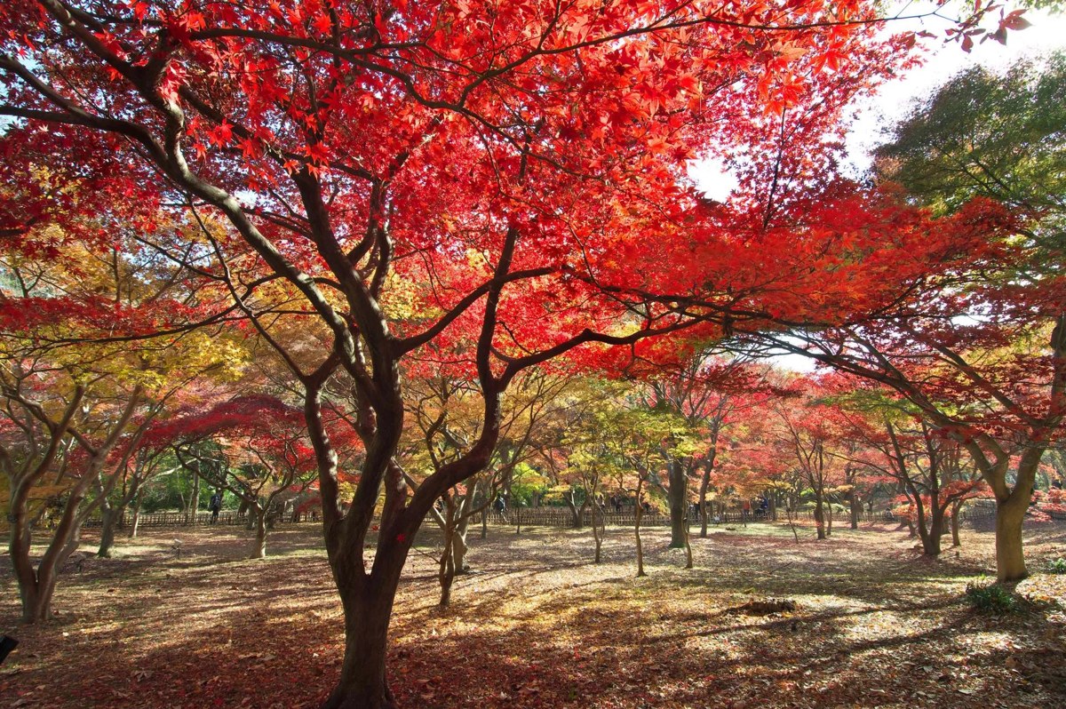 赤く紅葉したカエデの大木が広がり、地面にも落ち葉が積もっている