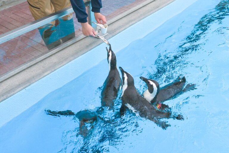 水色のプールで魚をもらおうと首を伸ばすペンギンたち