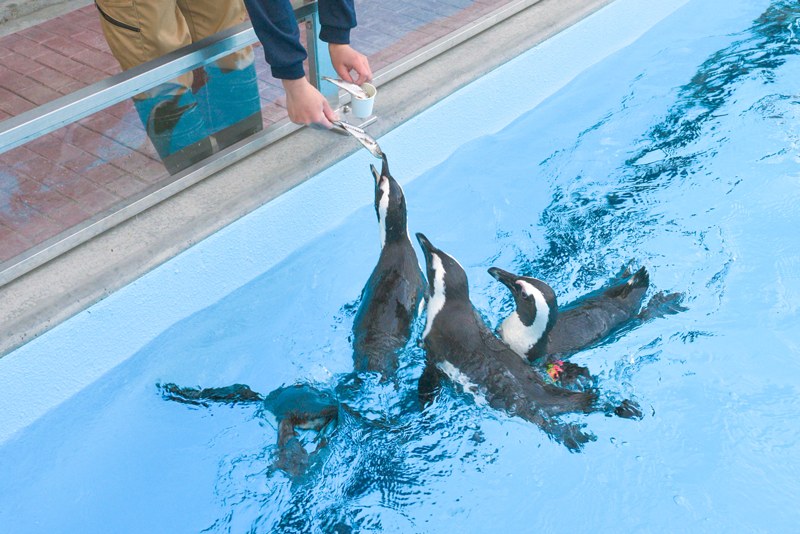 水色のプールで魚をもらおうと首を伸ばすペンギンたち
