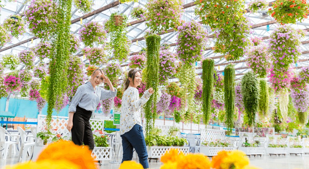 温室の天井から満開の花鉢がたくさんつり下がる通路