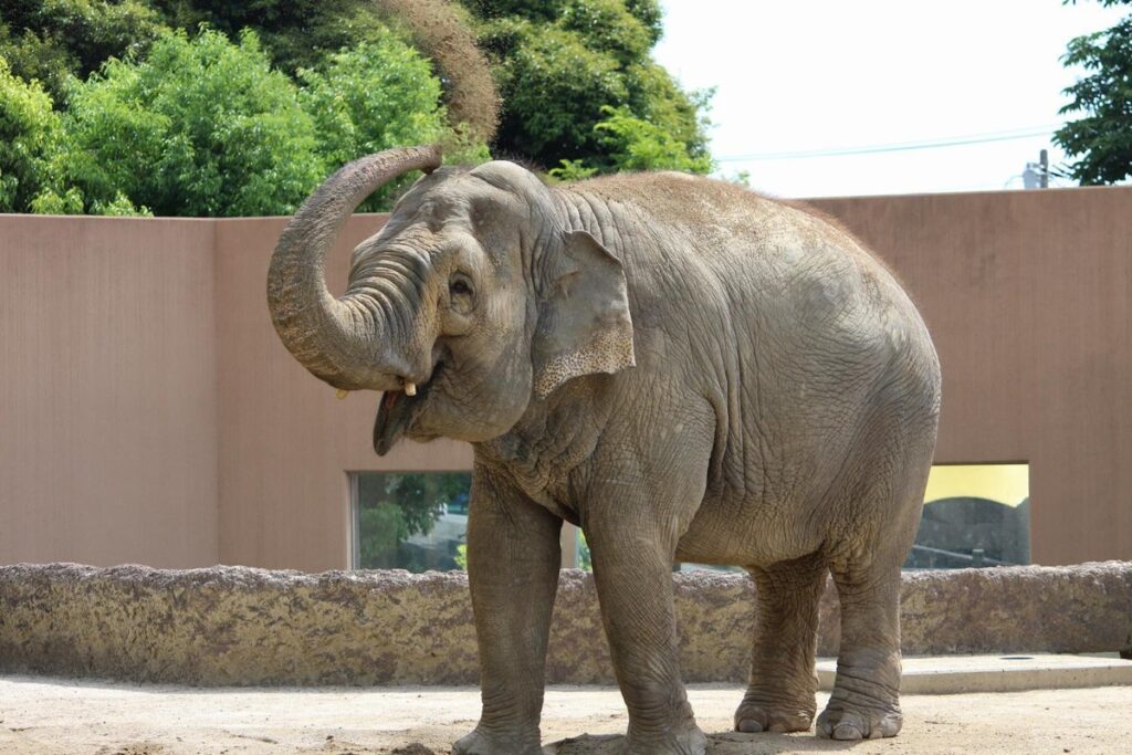 アジアゾウが屋外の放飼場に立っている