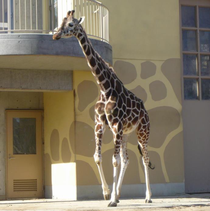 キリン柄の壁が描かれた飼育舎の前を、アミメキリンが歩いている