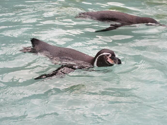 フンボルトペンギン2羽が水面を泳いでいる