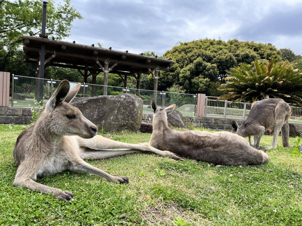 芝生の上で3頭のオオカンガルーが休んでいる
