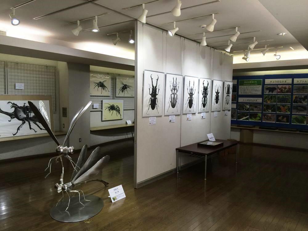 ののはな館の屋内展示室。壁に昆虫の標本と写真が並んでいる
