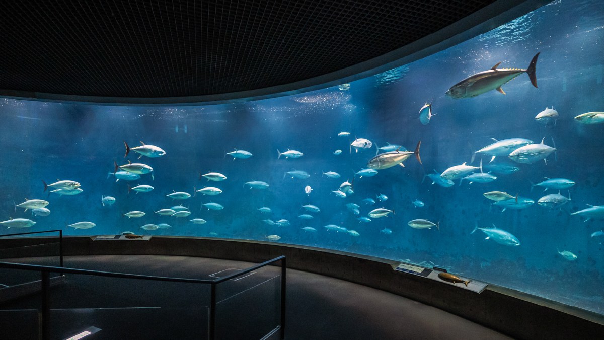 薄暗い室内に弧を描く大型水槽。クロマグロの群れが青い水の中を泳いでいる