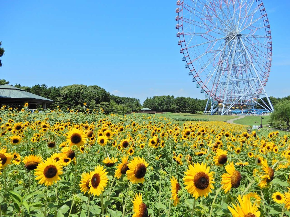 一面に咲くヒマワリの花壇と、その奥の大観覧車