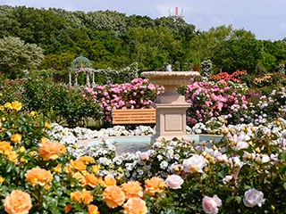 手前に黄色や白やピンクのバラが咲く花壇。中央に石の噴水と木のベンチがあり、奥に白いガゼボと木立が見える