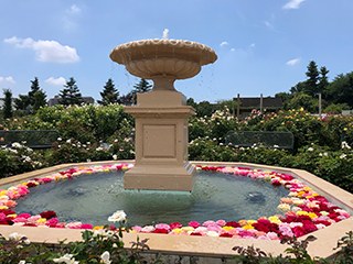 石の噴水。円形の水面に、赤やピンクや白のバラの花がたくさん浮かべられている