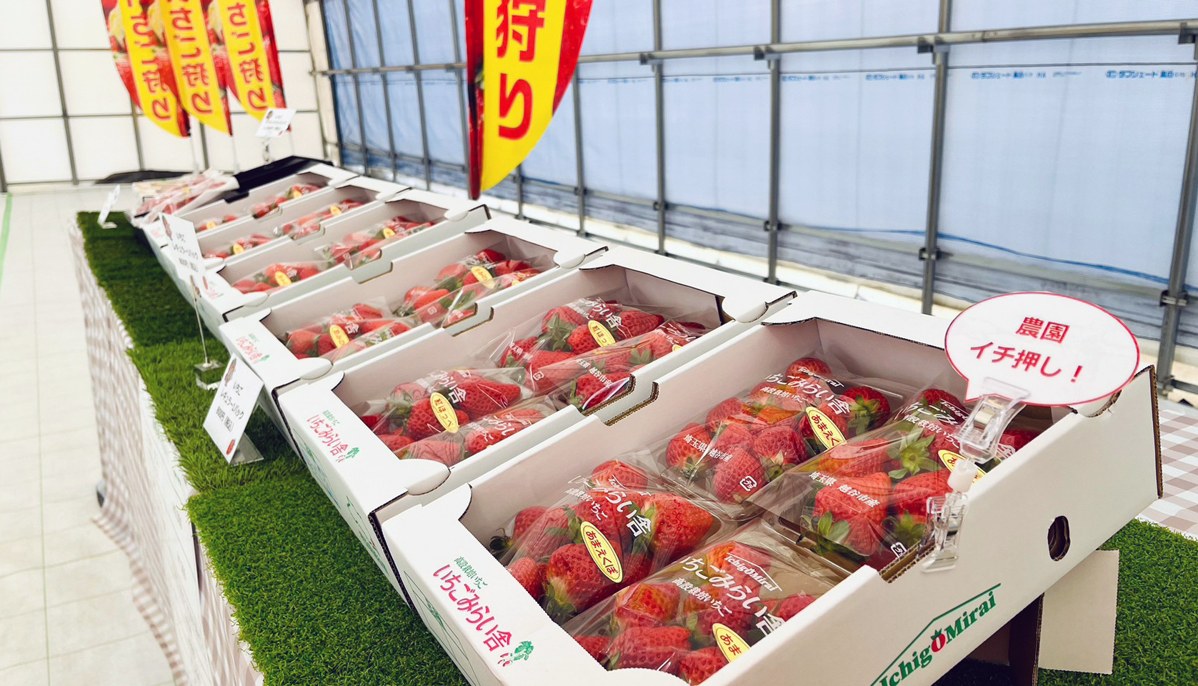 直売所に並んだいちごのパック。品種ごとに箱が分けられている