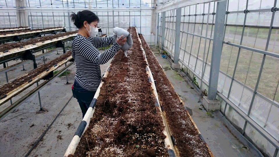 ハウスの中。腰から胸の高さの栽培ベンチが列になって並び、その間に通路がある