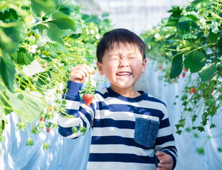 ビニールハウスの中で、目の高さに実ったいちごを子どもが茎ごとつまんでいる