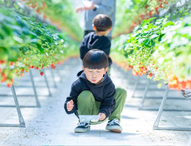 ハウス内の通路。左右に脚付きの栽培ベンチが並び、その間の通路は平らで広い