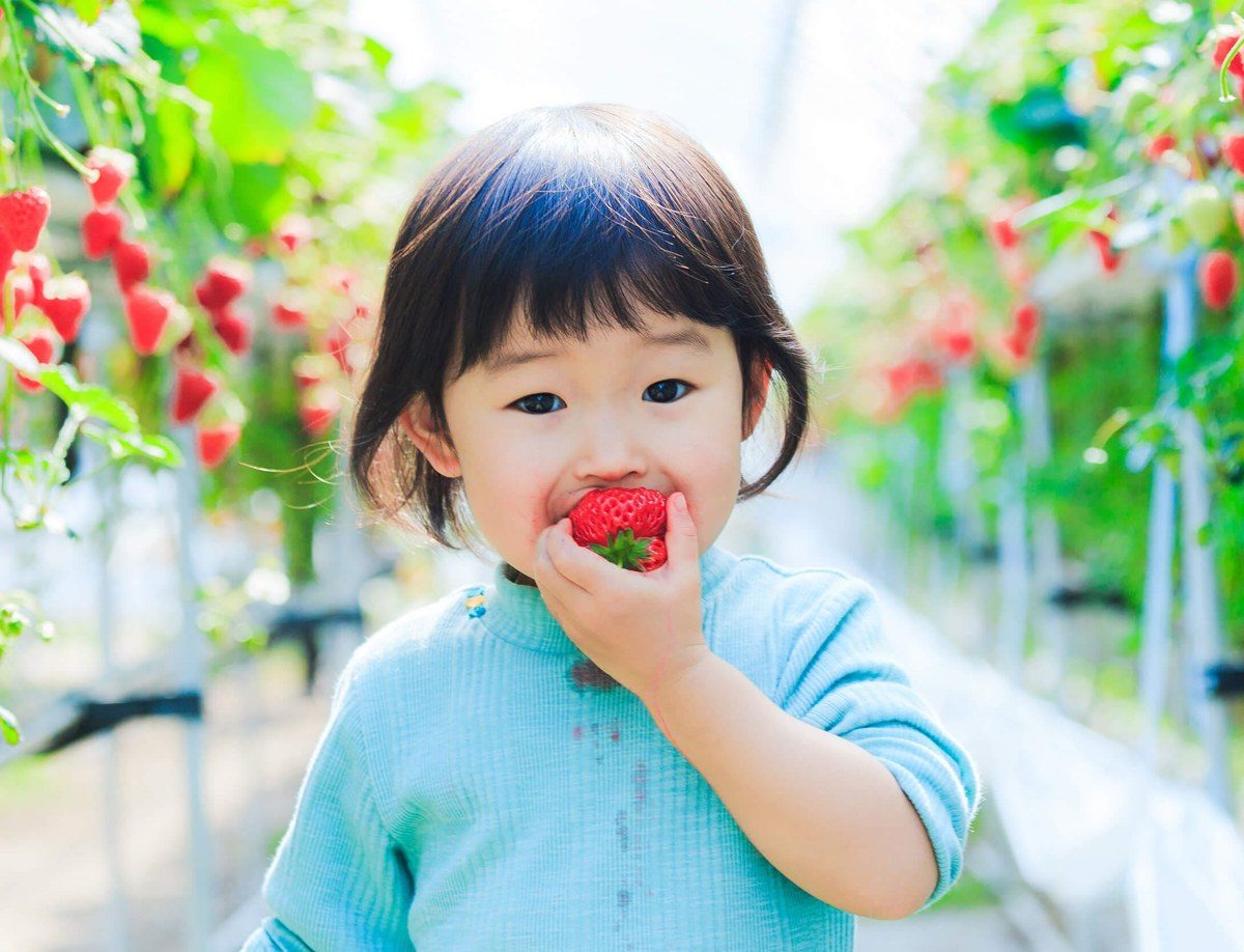 ハウスの通路で、小さな子どもが摘んだいちごをそのまま口に運んでいる