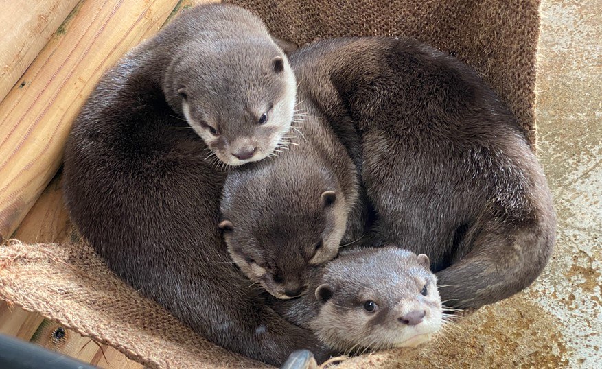 3匹のコツメカワウソが重なるようにして眠っている