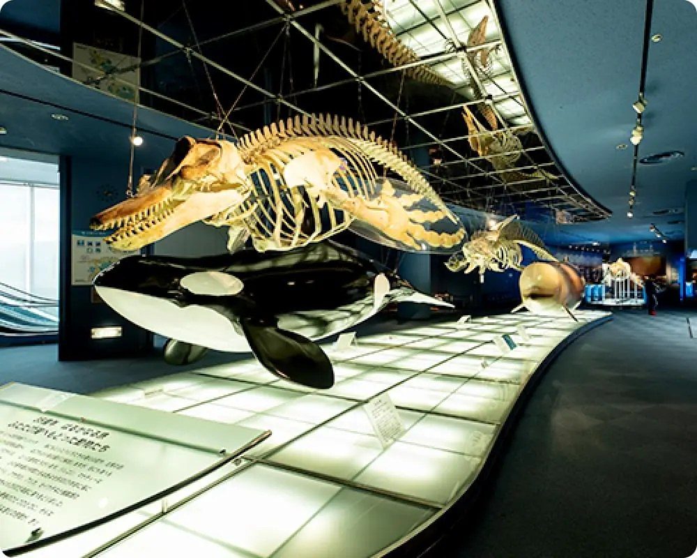 天井から吊られたクジラの骨格標本とシャチの模型が並ぶ展示