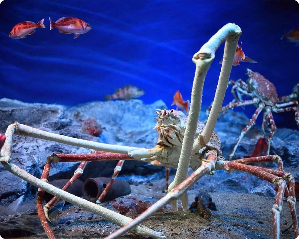 青い水槽の底で長い脚を広げる大きなカニ