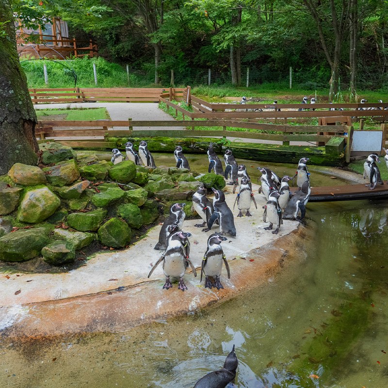 木の柵に囲まれた池のほとりに、フンボルトペンギンが20羽ほど集まっている