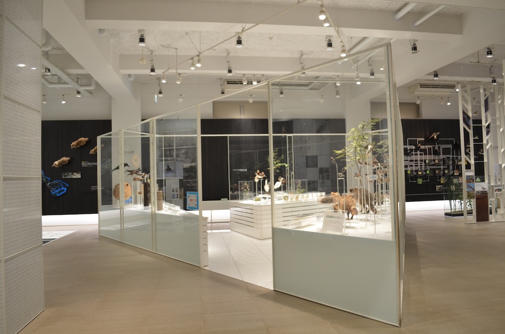 白を基調とした広い展示室。ガラスケースの中に動物のはく製や植物が並ぶ