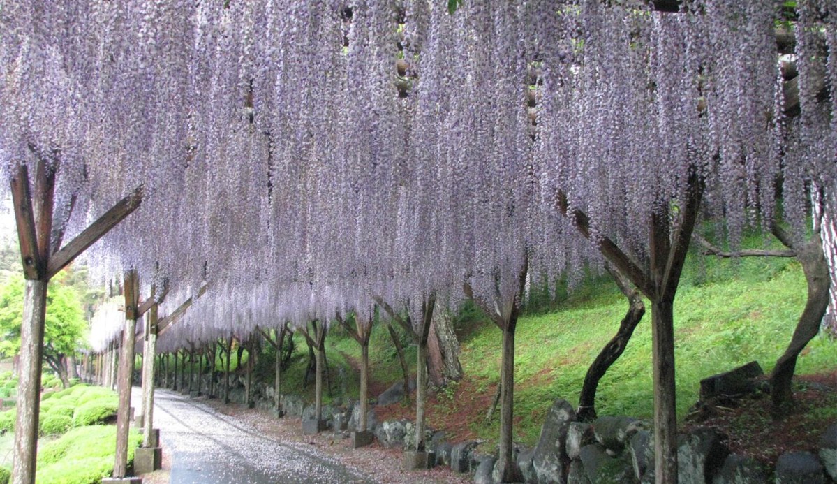 薄紫の藤の花が長く垂れ下がる藤棚の小道