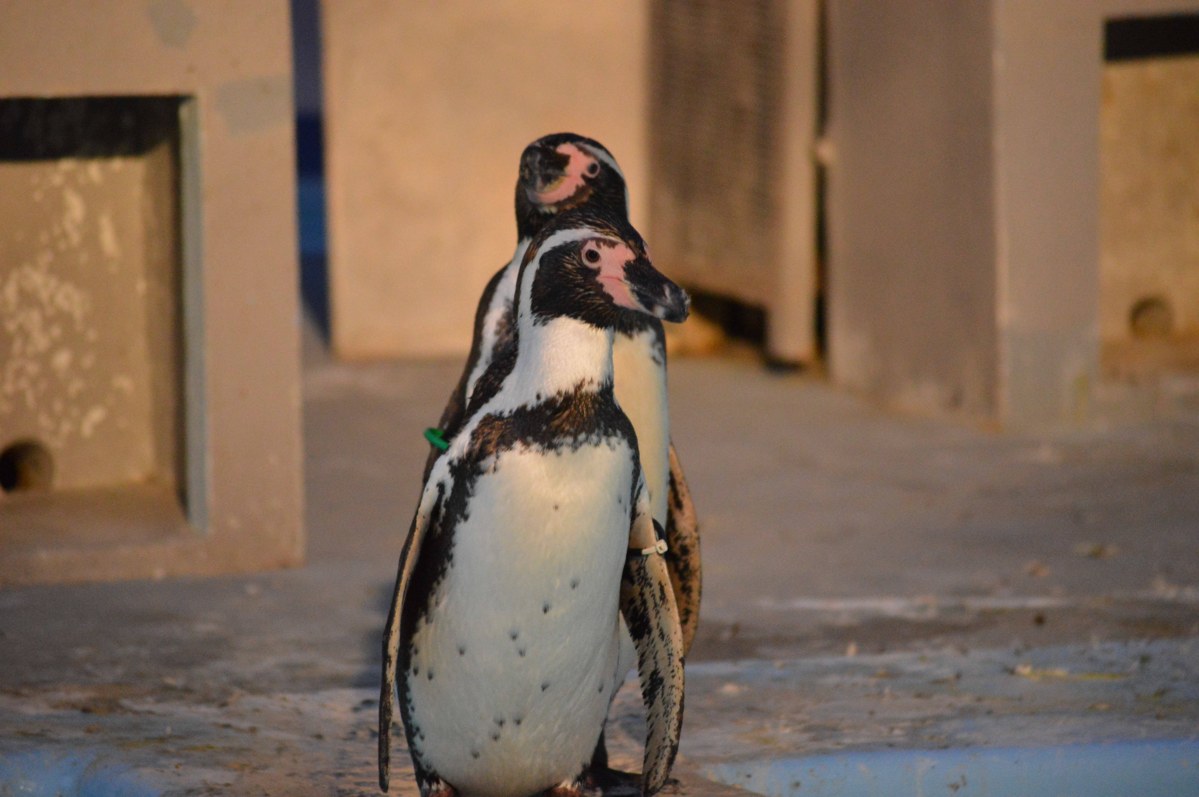 こちらを向いて立っているフンボルトペンギン1羽