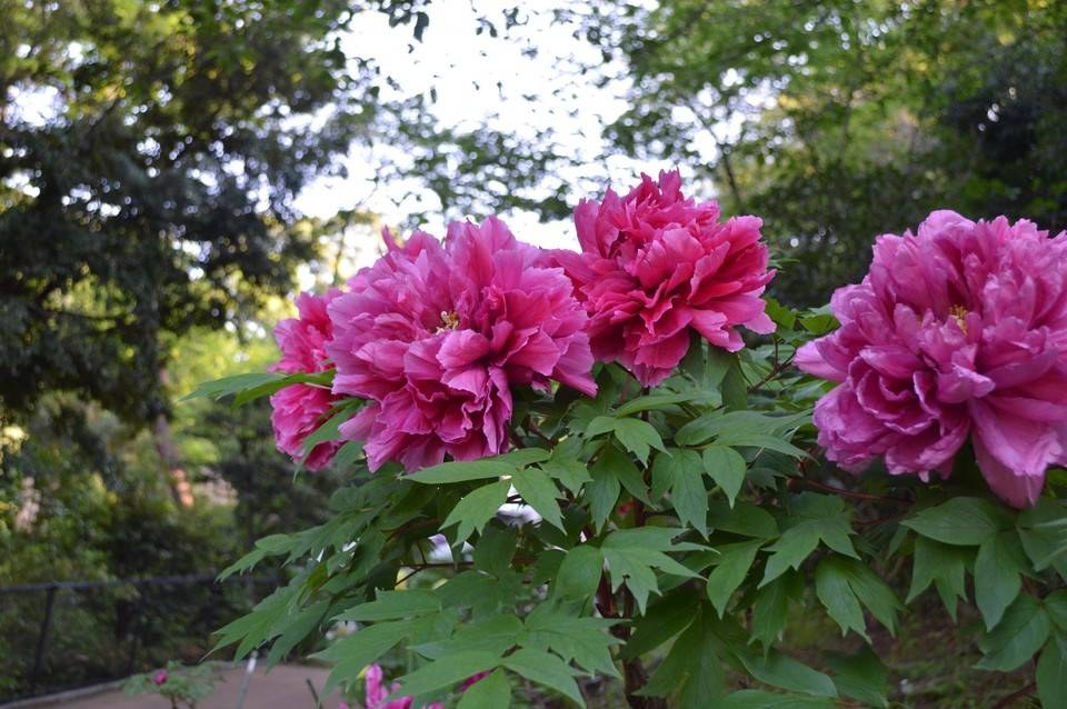濃いピンクのボタンの花が数輪咲いている