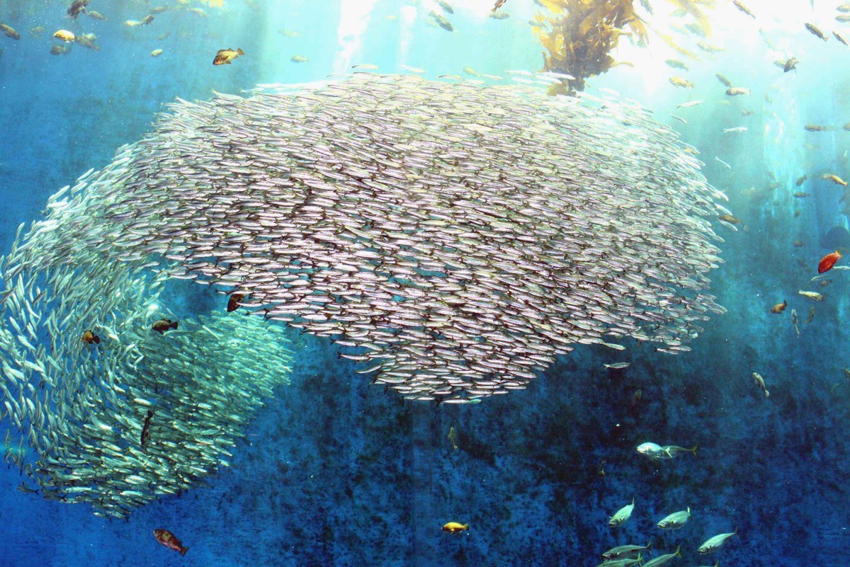 大きな水槽の中で渦を巻くように群れるイワシ