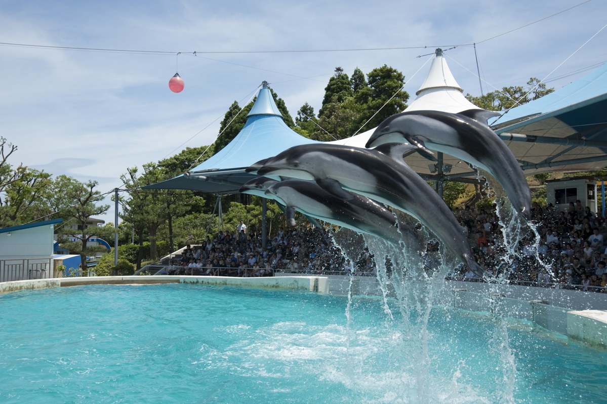 屋外のプールで3頭そろってジャンプするカマイルカ