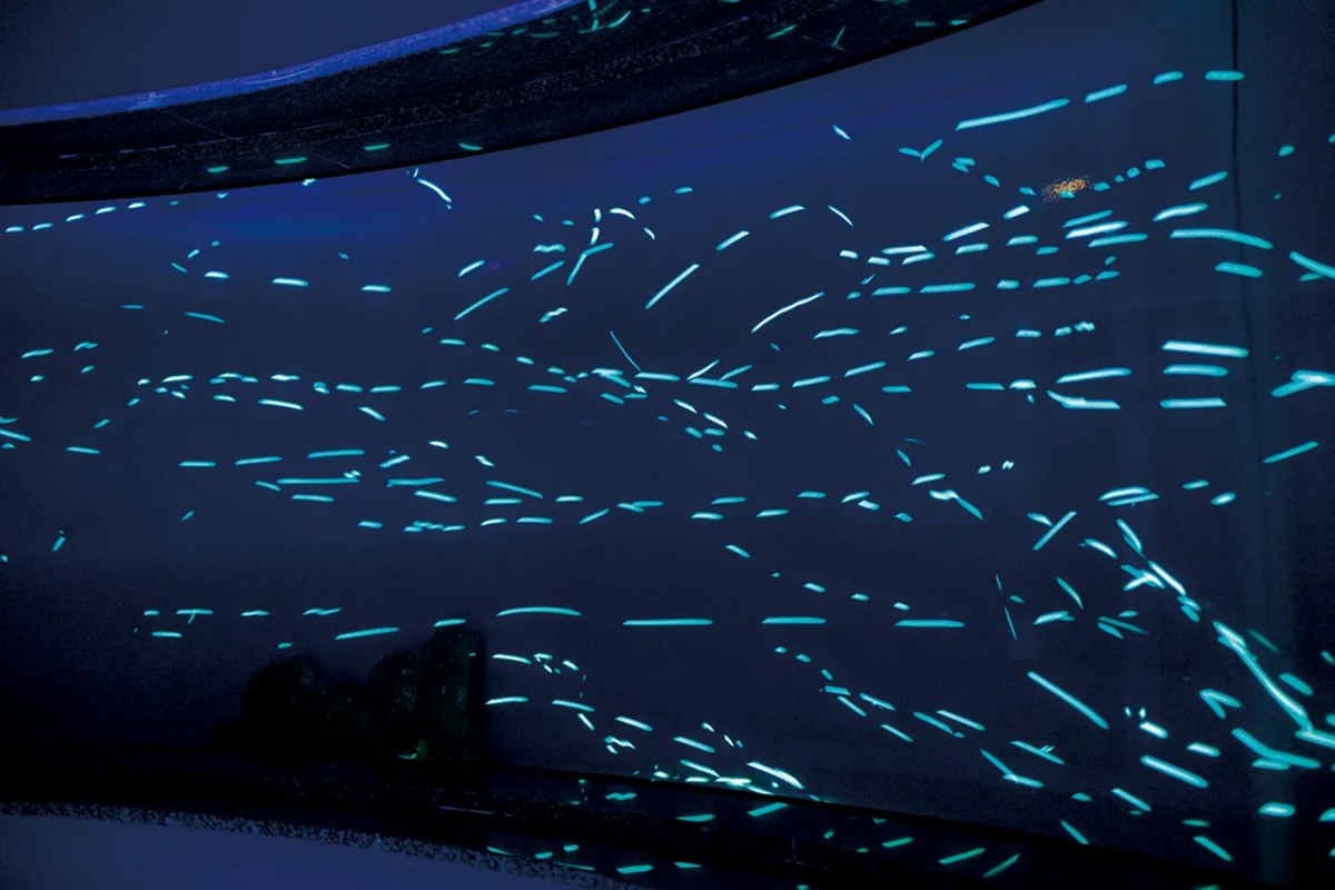 暗い水槽の中で青白く光る小さな魚の群れ