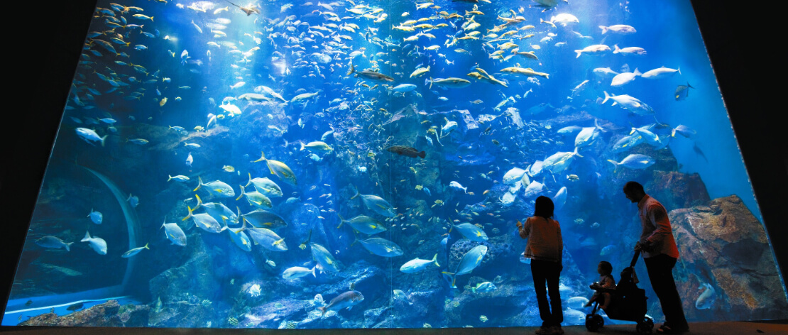 無数の魚が泳ぐ青い大水槽を見上げる来館者のシルエット