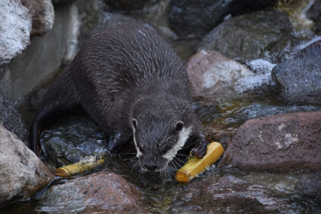 岩と浅い流れの上を歩くコツメカワウソ。前足で黄色い筒のおもちゃに触れている