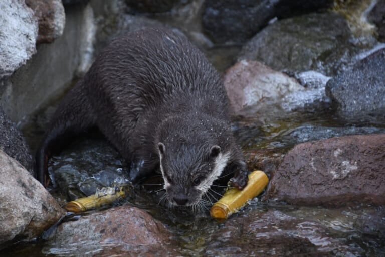 岩と浅い流れの上を歩くコツメカワウソ。前足で黄色い筒のおもちゃに触れている
