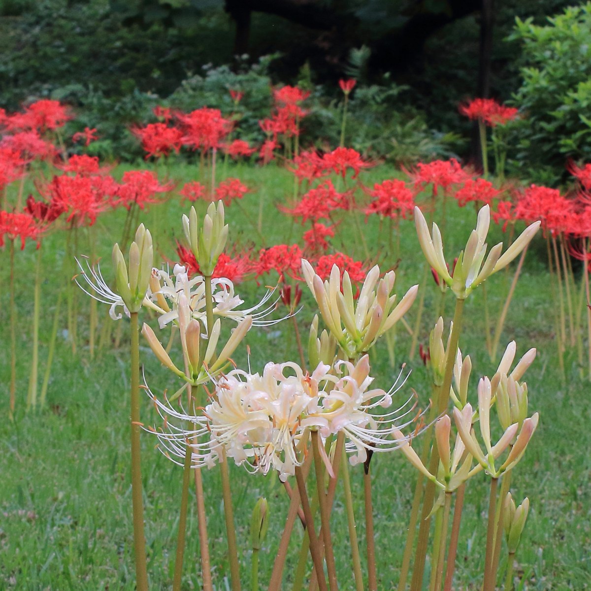 芝の中に咲く赤と白のヒガンバナ