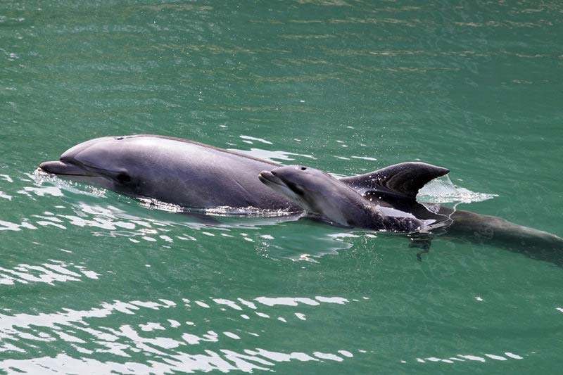 緑の海面を並んで泳ぐ親子のイルカ