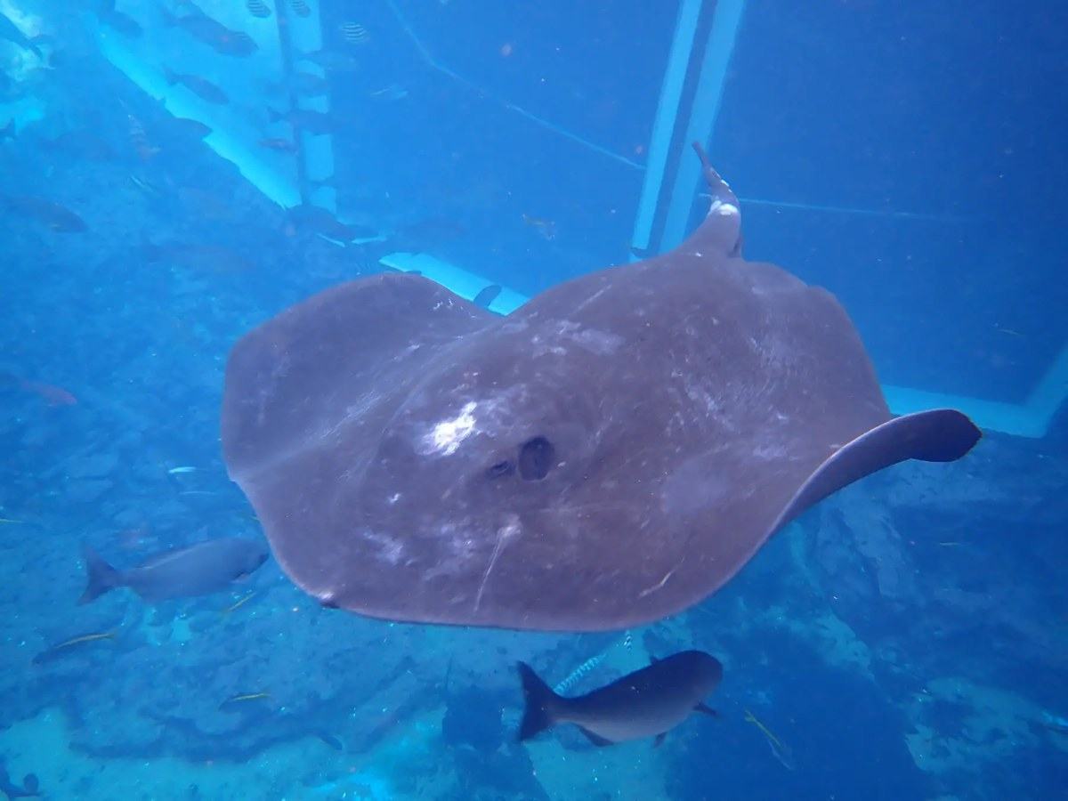 青い大水槽の中を泳ぐ大きなエイと魚