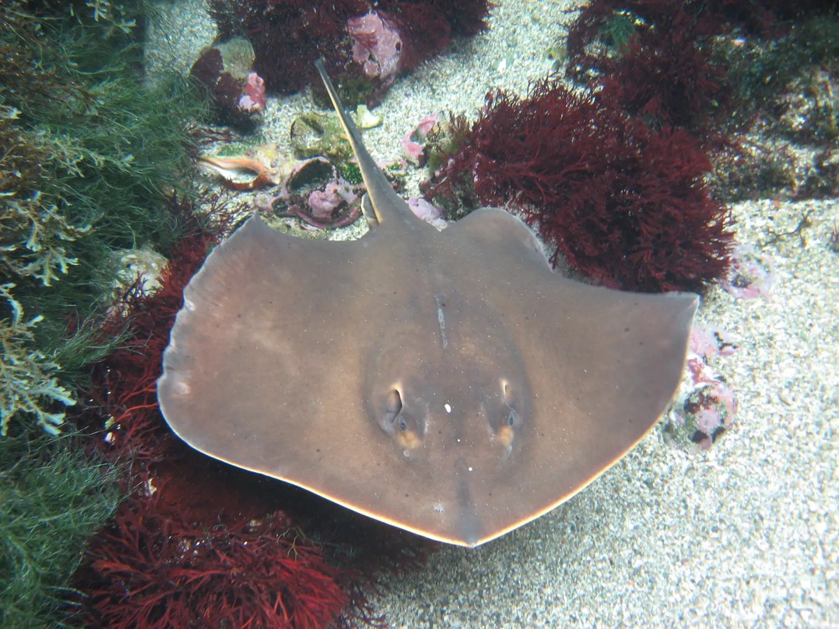 赤い海藻の間の砂地にいるアカエイ