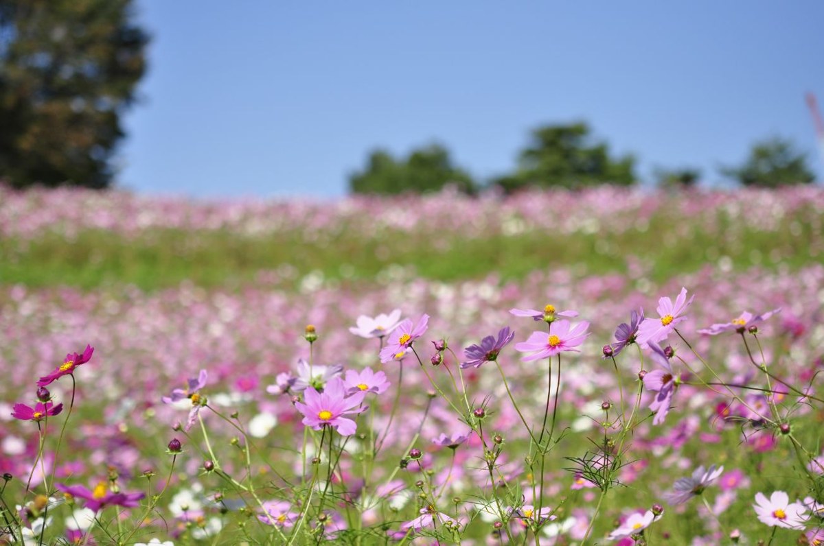 ピンクや白のコスモスが一面に咲く花畑。奥に木立と青空が広がっている