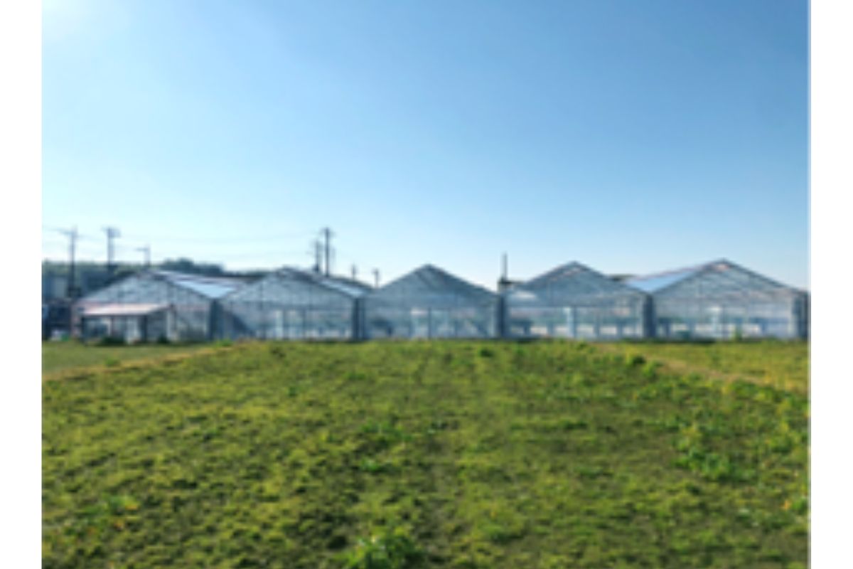 青空の下、畑の向こうに並ぶビニールハウス。手前は緑の草地が広がっている