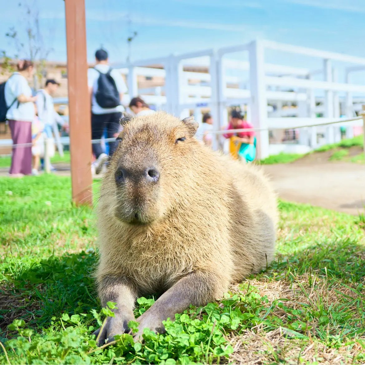芝生の上に座るカピバラ。奥の柵ごしに来園者が歩いている