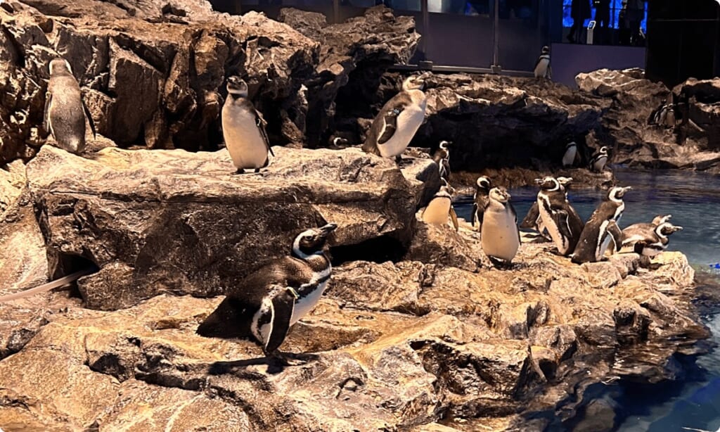 ペンギンプールの岩場に並ぶマゼランペンギン